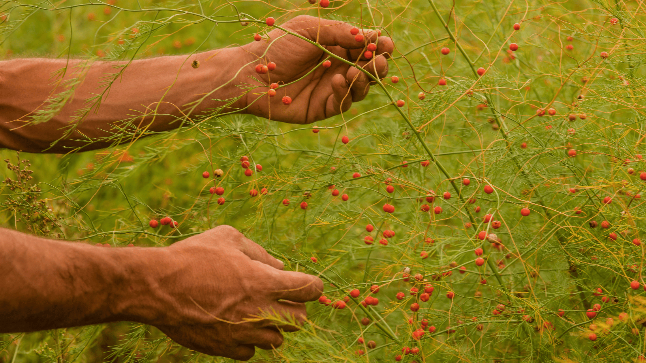 agricoltura rigenerativa