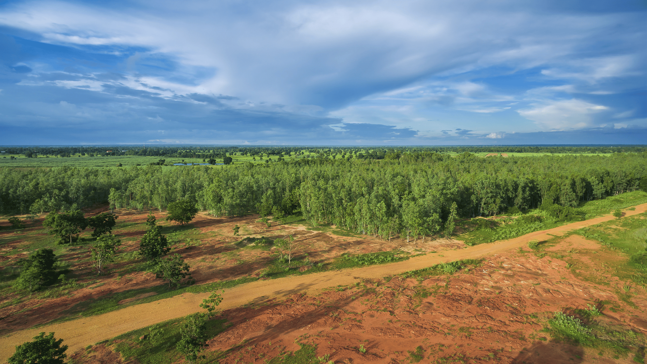 Sequestro di CO2 con ka riforestazione